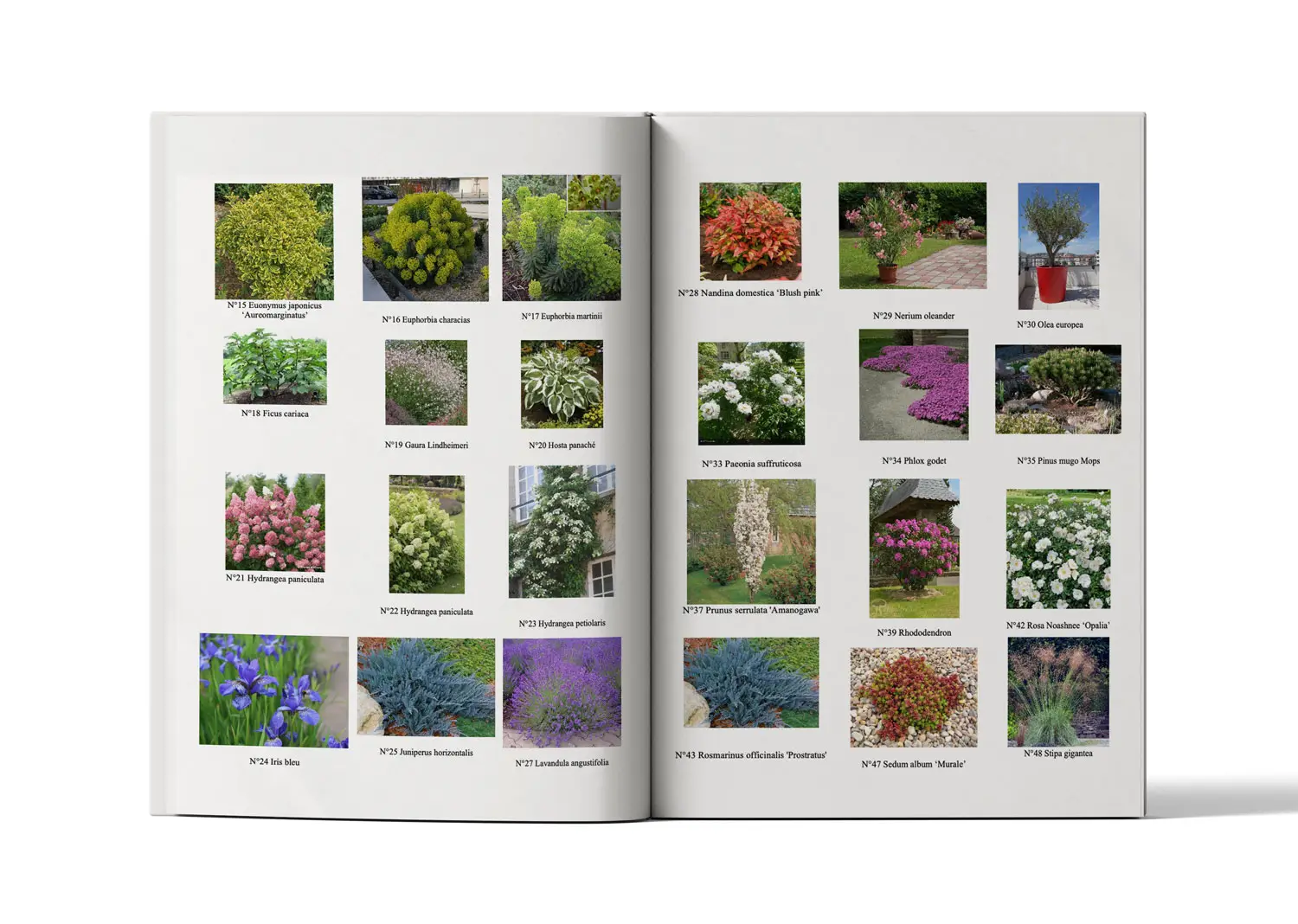 Exemple de book palette végétale